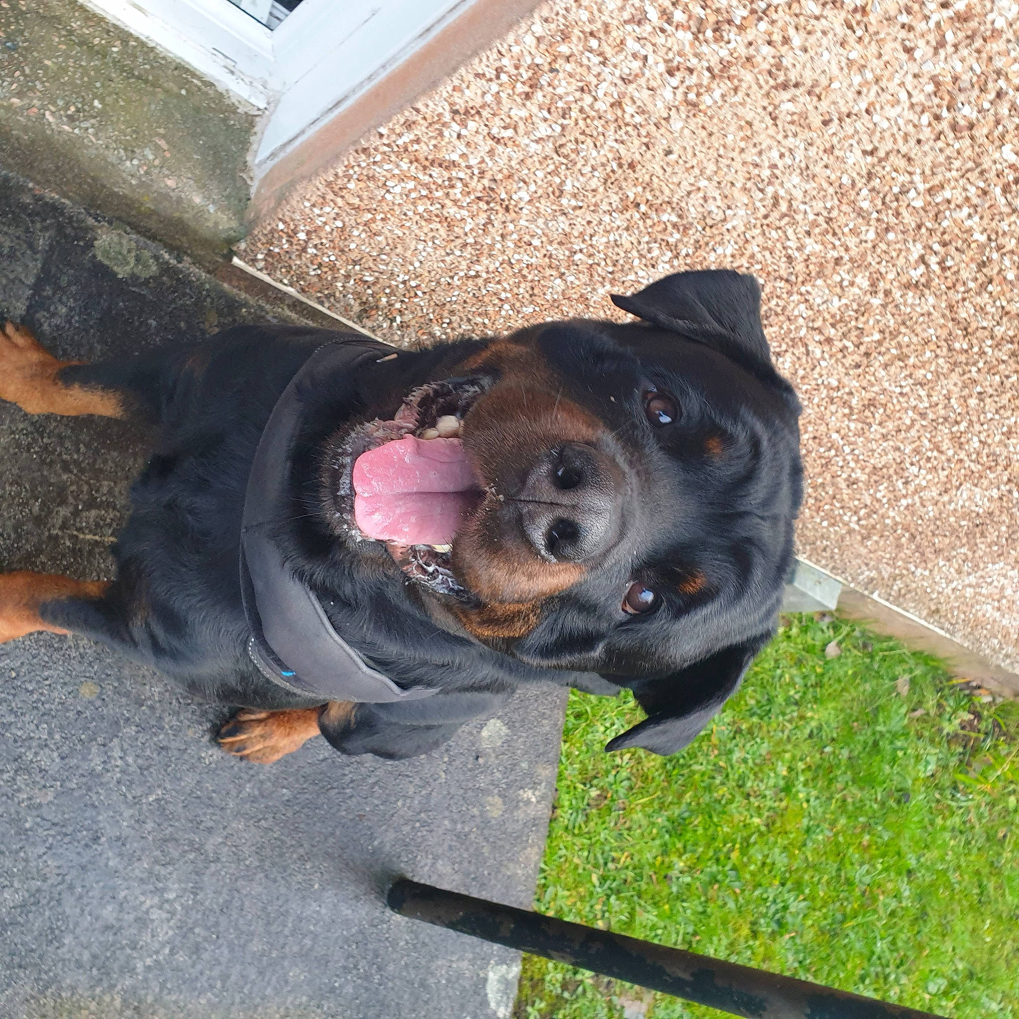 Bruce joined the competition — help win amazing prizes! asphalt, canidae, carnivore, collar, companion_dog, concrete, dog, dog_breed, dog_collar, fawn, fur, grass, guard_dog, leash, pet_supply, road_surface, snout, sporting_group, working_animal, working_dog