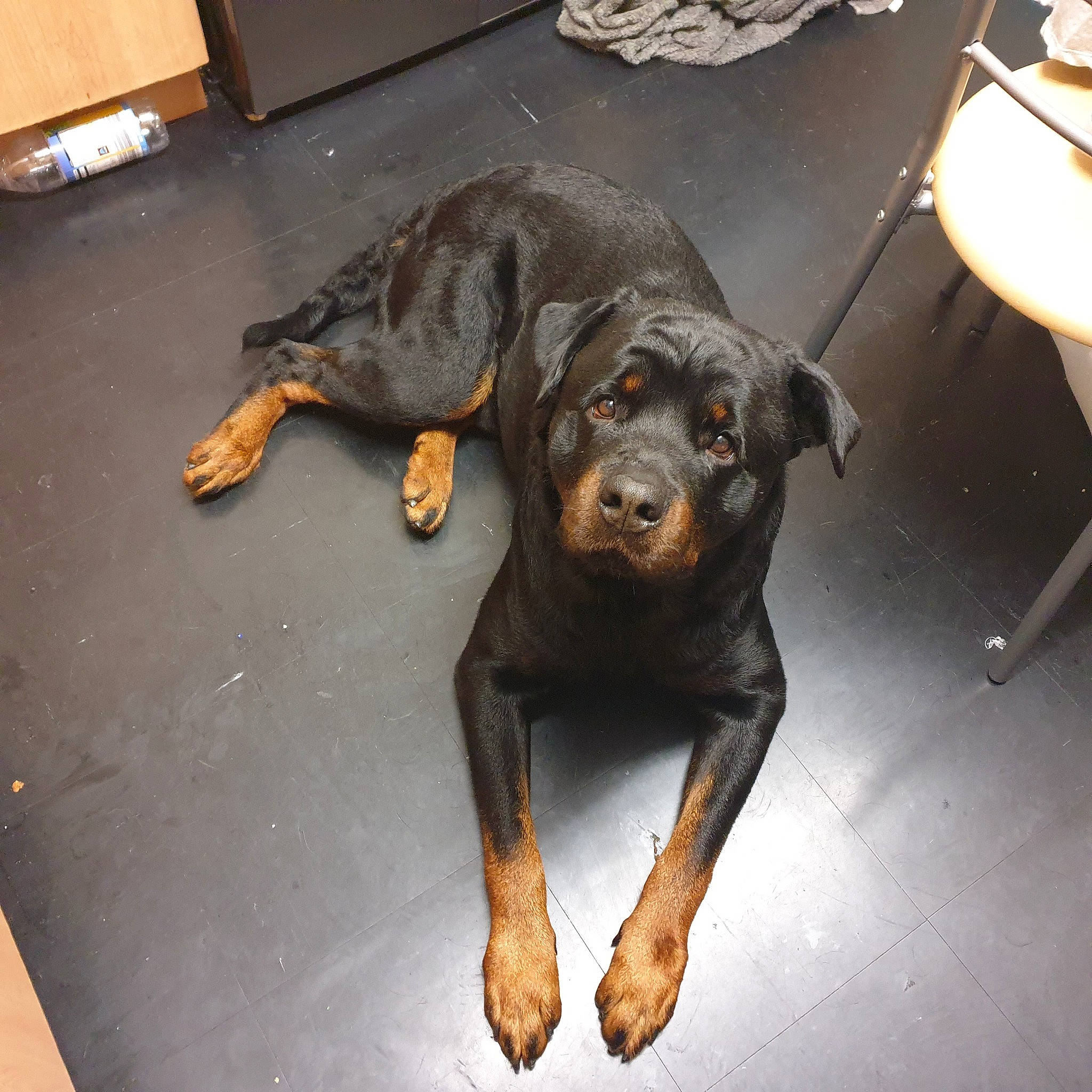 Bruce is registered to the contest to win money with this photo: canidae, carnivore, companion_dog, dog, dog_breed, fawn, floor, flooring, fur, guard_dog, hunting_dog, liver, metal, sculpture, snout, sporting_group, tail, terrestrial_animal, working_animal, working_dog