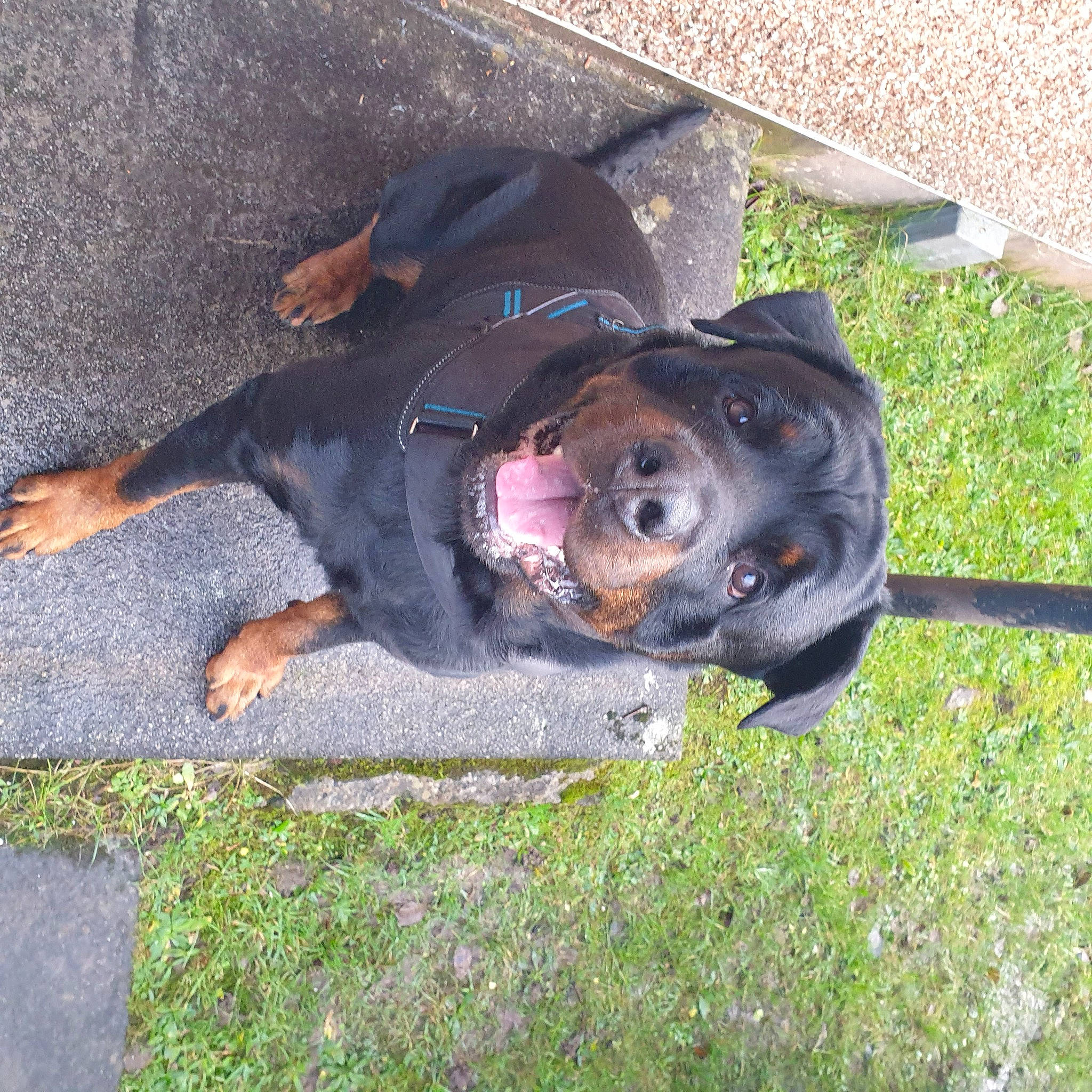 Bruce is registered to the contest to win money with this photo: asphalt, canidae, carnivore, collar, companion_dog, dog, dog_breed, dog_collar, fawn, grass, guard_dog, hunting_dog, plant, road_surface, snout, sporting_group, tail, terrestrial_animal, working_animal, working_dog