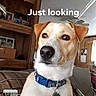 animal, brown_and_white, canine, ceiling_fan, collar, comic_effect, couch, curious, dog, framed_photos, furniture, home_interior, indoor, living_room, looking, pet, portrait, tag, text_overlay, wooden_shelves
