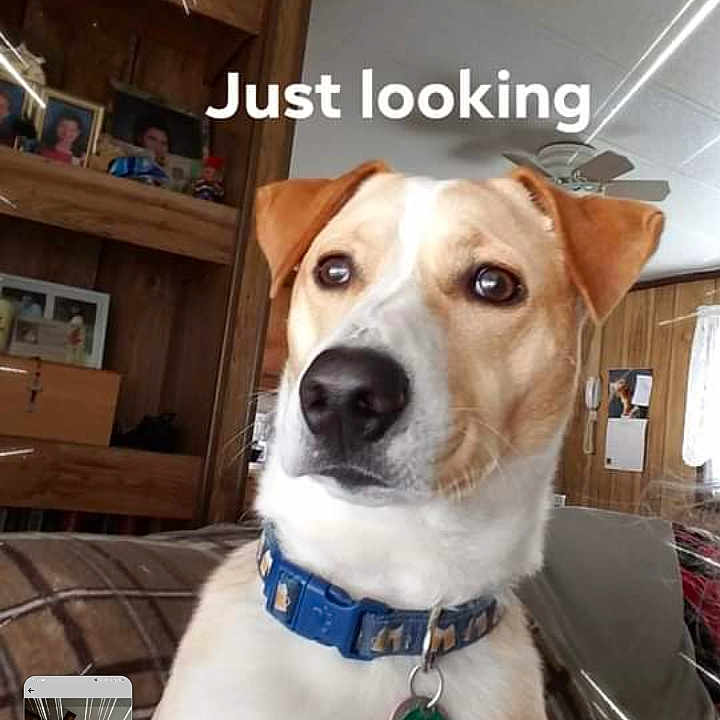 Buddy