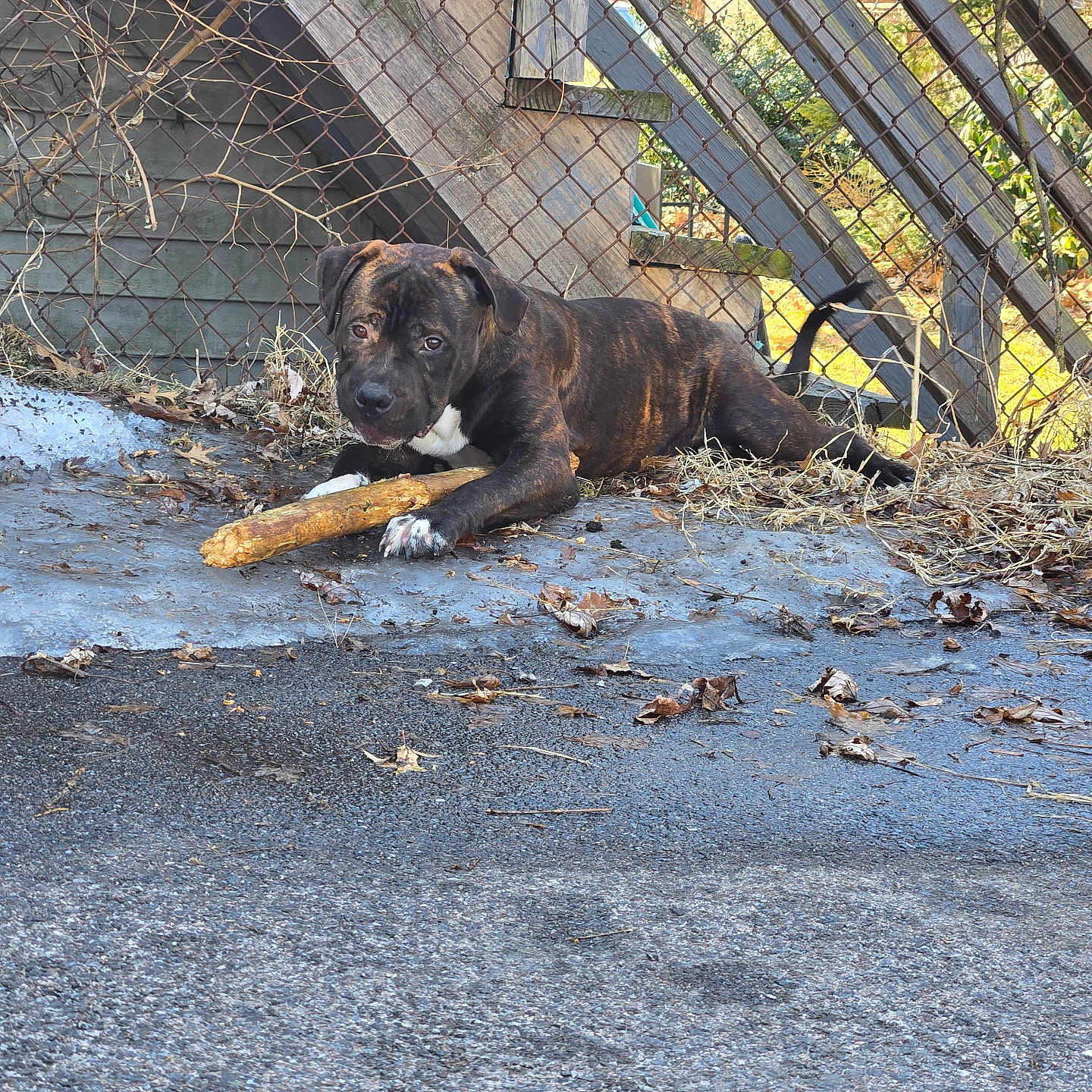 Blaze Apollo is registered to the contest to win money with this photo: animal, brindle, canine, curious, daylight, dog, fence, frost, ground, laying_down, leaves, nature, outdoor, pet, playful, rustic, stick, winter, wooden, yard