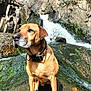 Booba participe au concours pour gagner de l'argent avec cette photo : dog, waterfall, rocks, nature, outdoor, animal, collar, wet, stream, falling_water, moss, leaves, sunlight, brown_dog, canine, scenic, water, forest, daylight, wildlife