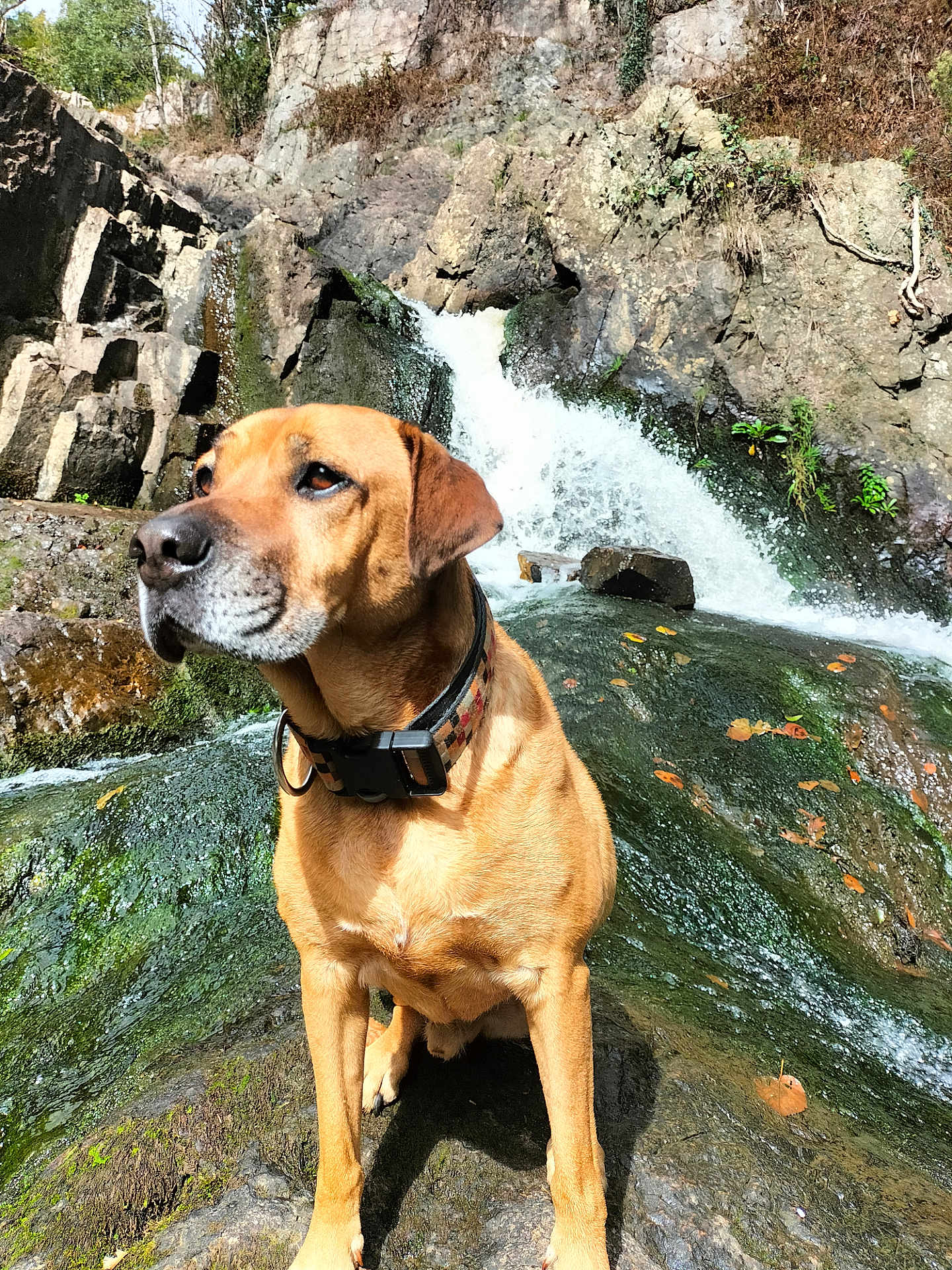 Booba participe au concours pour gagner de l'argent avec cette photo : dog, waterfall, rocks, nature, outdoor, animal, collar, wet, stream, falling_water, moss, leaves, sunlight, brown_dog, canine, scenic, water, forest, daylight, wildlife