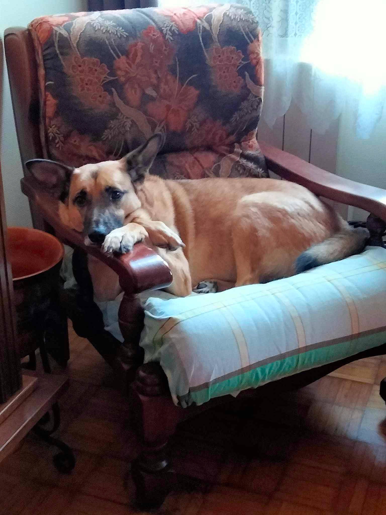 Athos participe au concours pour gagner de l'argent avec cette photo : canidae, carnivore, chair, comfort, companion_dog, couch, dog, dog_breed, dog_supply, fawn, floor, flooring, furniture, hardwood, linens, living_room, pillow, sporting_group, wood, working_animal