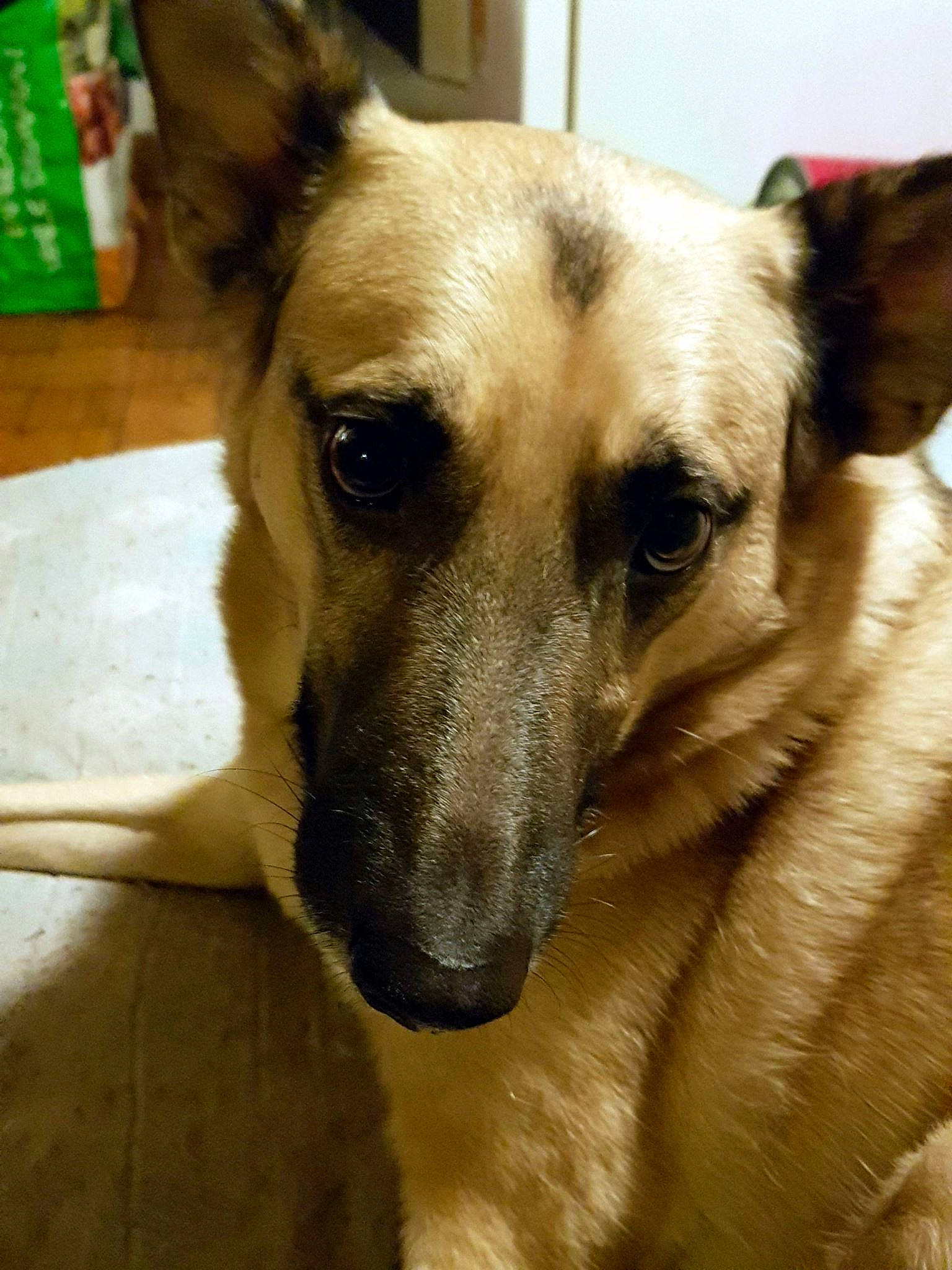 Athos participe au concours pour gagner de l'argent avec cette photo : aircraft, ancient_dog_breeds, canidae, carnivore, companion_dog, dog, dog_breed, ear, fawn, fur, german_shepherd_dog, guard_dog, non_sporting_group, snout, sporting_group, terrestrial_animal, whiskers, working_dog