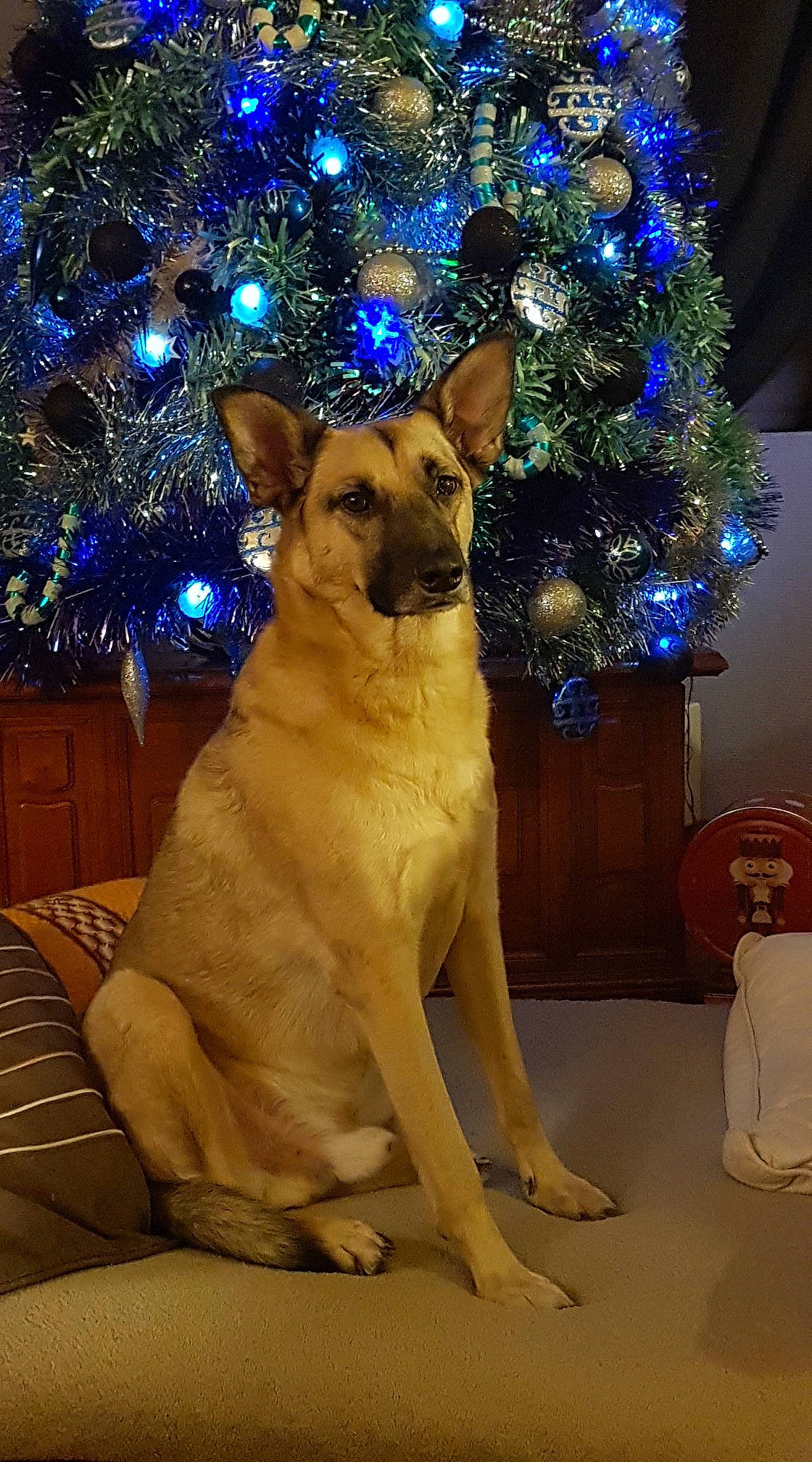 Athos participe au concours pour gagner de l'argent avec cette photo : carnivore, christmas, christmas_decoration, christmas_eve, christmas_ornament, christmas_tree, companion_dog, dog, dog_breed, electric_blue, event, evergreen, fawn, holiday, holiday_ornament, ornament, snout, tree, whiskers, white