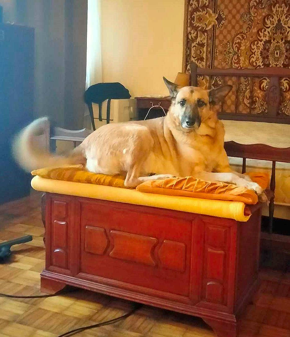 Athos a rejoint le concours — aidez-le/la à gagner de superbes lots ! cabinetry, carnivore, comfort, companion_dog, dog, dog_breed, fawn, felidae, floor, flooring, furniture, hardwood, interior_design, laminate_flooring, room, small_to_medium_sized_cats, snout, table, wood, wood_stain