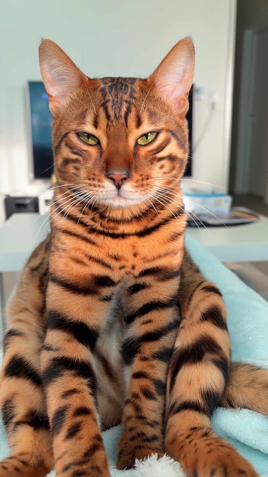 Aro participe au concours pour gagner de l'argent avec cette photo : bengal_cat, cat, animal, pet, feline, striped_fur, orange, black, green_eyes, whiskers, ears, indoor, blanket, table, television, living_room, soft_fur, close_up, portrait, sitting
