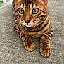 Aro participe au concours pour gagner de l'argent avec cette photo : cat, bengal_cat, pet, animal, feline, domestic_cat, indoor, couch, furniture, whiskers, ears, paws, striped, spotted, relaxed, alert, closeup, eyes, fur, home