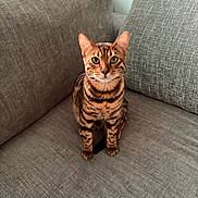 Aro participe au concours pour gagner de l'argent avec cette photo : bengal_cat, cat, pet, animal, feline, sitting, indoor, couch, gray, texture, fur, whiskers, ears, eyes, looking, portrait, home, cute, domestic, striped