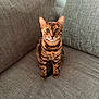 bengal_cat, cat, pet, animal, feline, sitting, indoor, couch, gray, texture, fur, whiskers, ears, eyes, looking, portrait, home, cute, domestic, striped