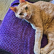 Buster Butt is registered to the contest to win money with this photo: cat, cream_colored, pet, feline, indoor, purple_blanket, texture, relaxing, looking_at_camera, whiskers, ears, paws, cozy, soft_fur, floor, home, closeup, animal, resting, curious