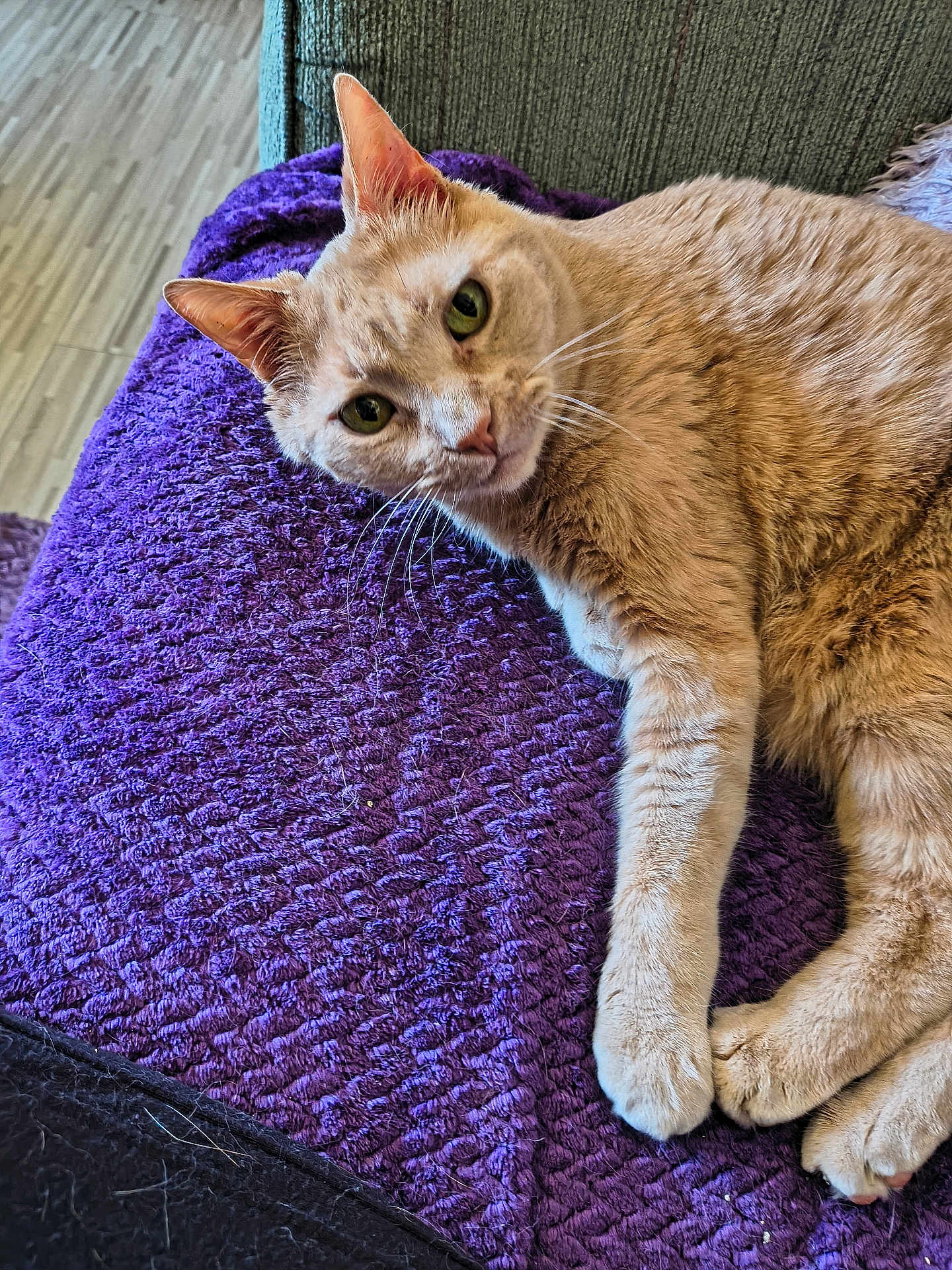 Buster Butt is registered to the contest to win money with this photo: cat, cream_colored, pet, feline, indoor, purple_blanket, texture, relaxing, looking_at_camera, whiskers, ears, paws, cozy, soft_fur, floor, home, closeup, animal, resting, curious