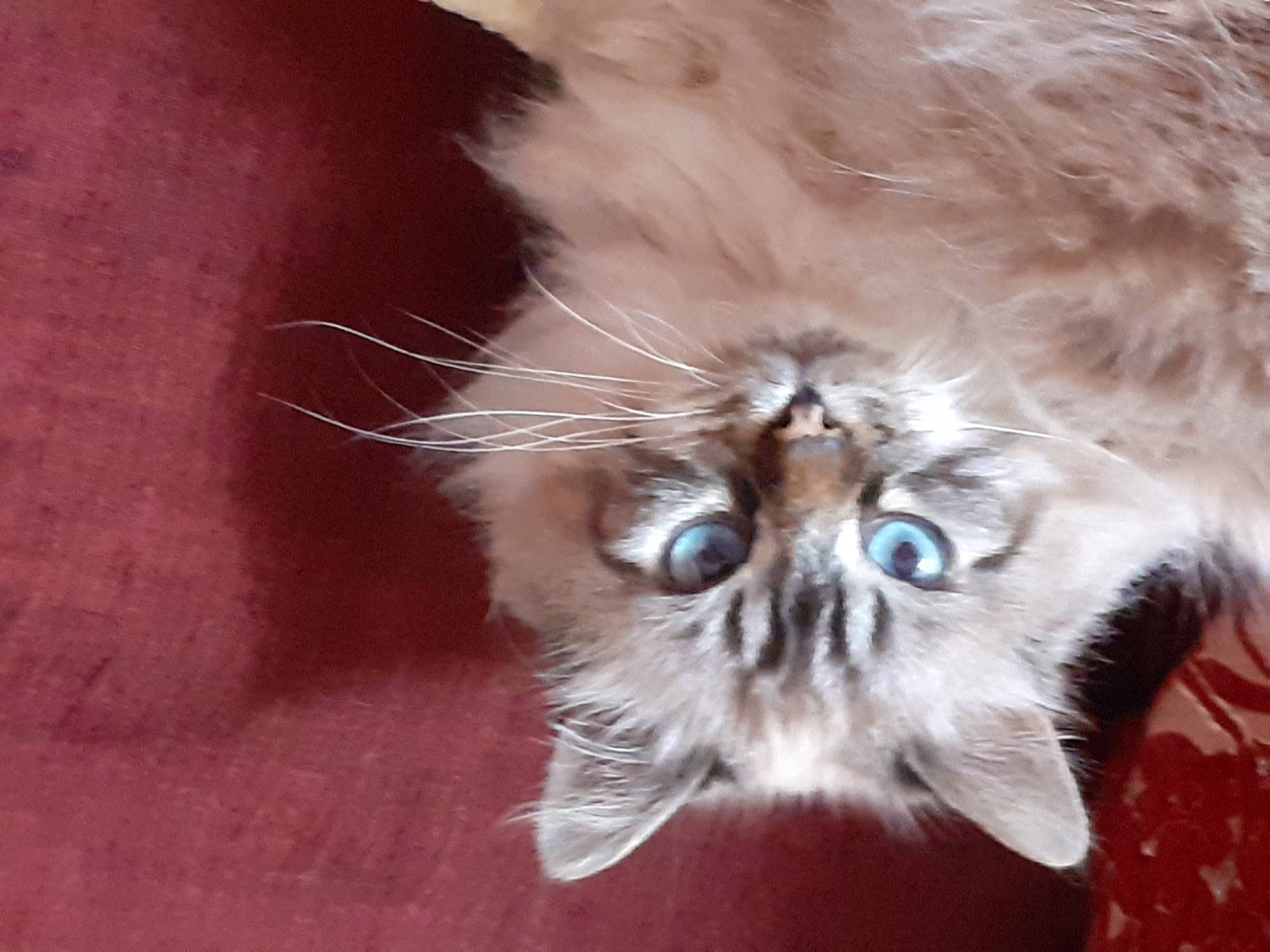 Figaro a rejoint le concours — aidez-le/la à gagner de superbes lots ! carnivore, cat, ear, eye, face, fawn, felidae, fruit, fur, human_body, iris, liver, paw, persian, plant, small_to_medium_sized_cats, snout, terrestrial_animal, vegetable, whiskers