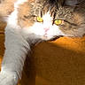 Ora participe au concours pour gagner de l'argent avec cette photo : animal, cat, closeup, cozy, cute, domestic_cat, feline, fluffy, fur, golden_eyes, indoor, orange_surface, paw, pet, portrait, relaxed, resting, sunlight, warm_light, whiskers