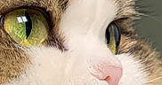 Ora participe au concours pour gagner de l'argent avec cette photo : animal, animal_portrait, cat, close_up, curious, cute, domestic_cat, eye_detail, face, feline, fur, green_eyes, macro, mammal, natural_light, nose, pet, portrait, soft_texture, whiskers