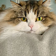 Ora participe au concours pour gagner de l'argent avec cette photo : animal, brown_fur, calm, cat, close_up, cozy, cute, fabric, feline, fluffy, green_eyes, home, indoor, looking_at_camera, pet, portrait, relaxed, resting, soft_light, white_fur