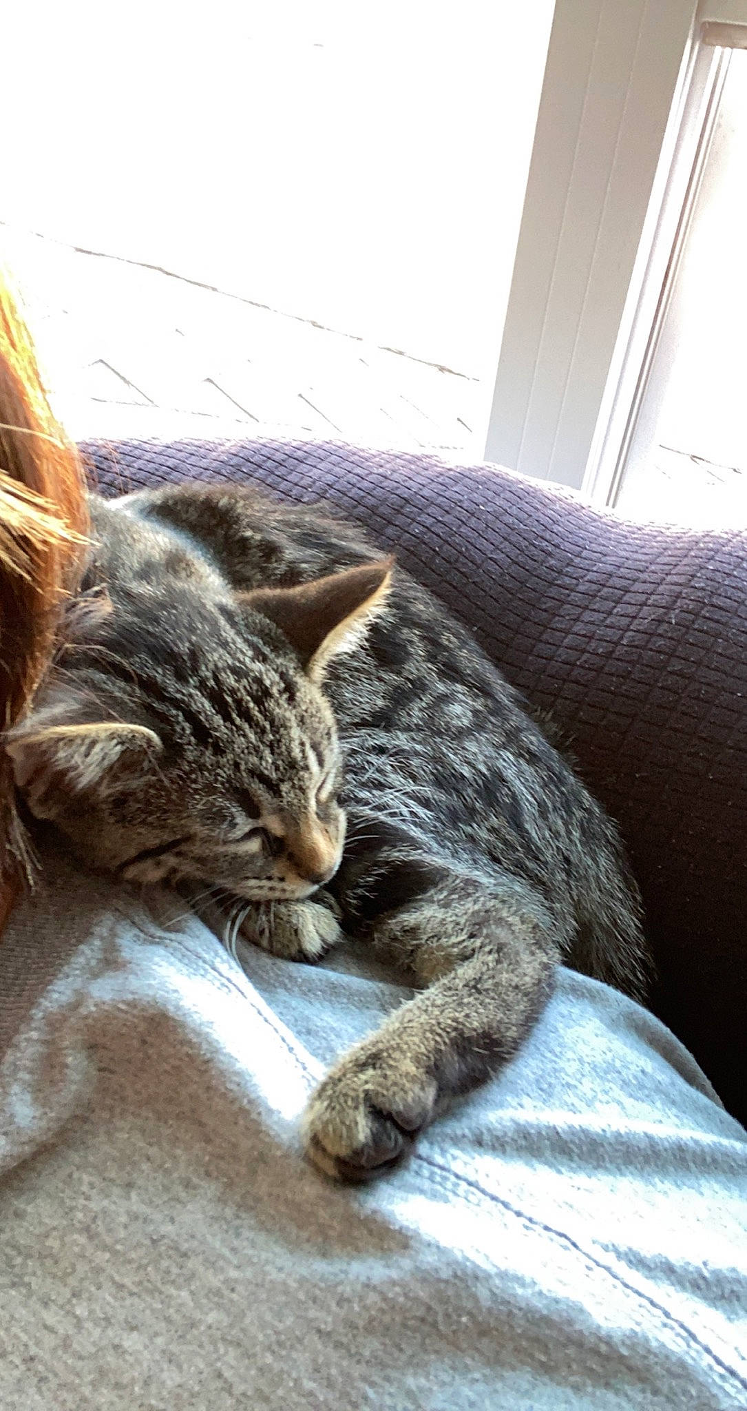 Luna is registered to the contest to win money with this photo: carnivore, cat, claw, comfort, couch, domestic_short_haired_cat, felidae, fur, grey, linens, nap, paw, sitting, small_to_medium_sized_cats, tail, terrestrial_animal, tree, whiskers, window, wood