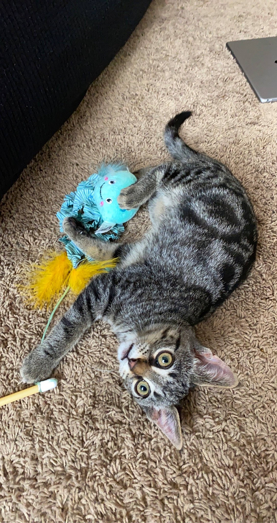 Luna joined the competition — help win amazing prizes! carnivore, cat, cat_toy, claw, domestic_short_haired_cat, felidae, flooring, fur, grey, paw, small_to_medium_sized_cats, snout, stuffed_toy, tail, terrestrial_animal, whiskers