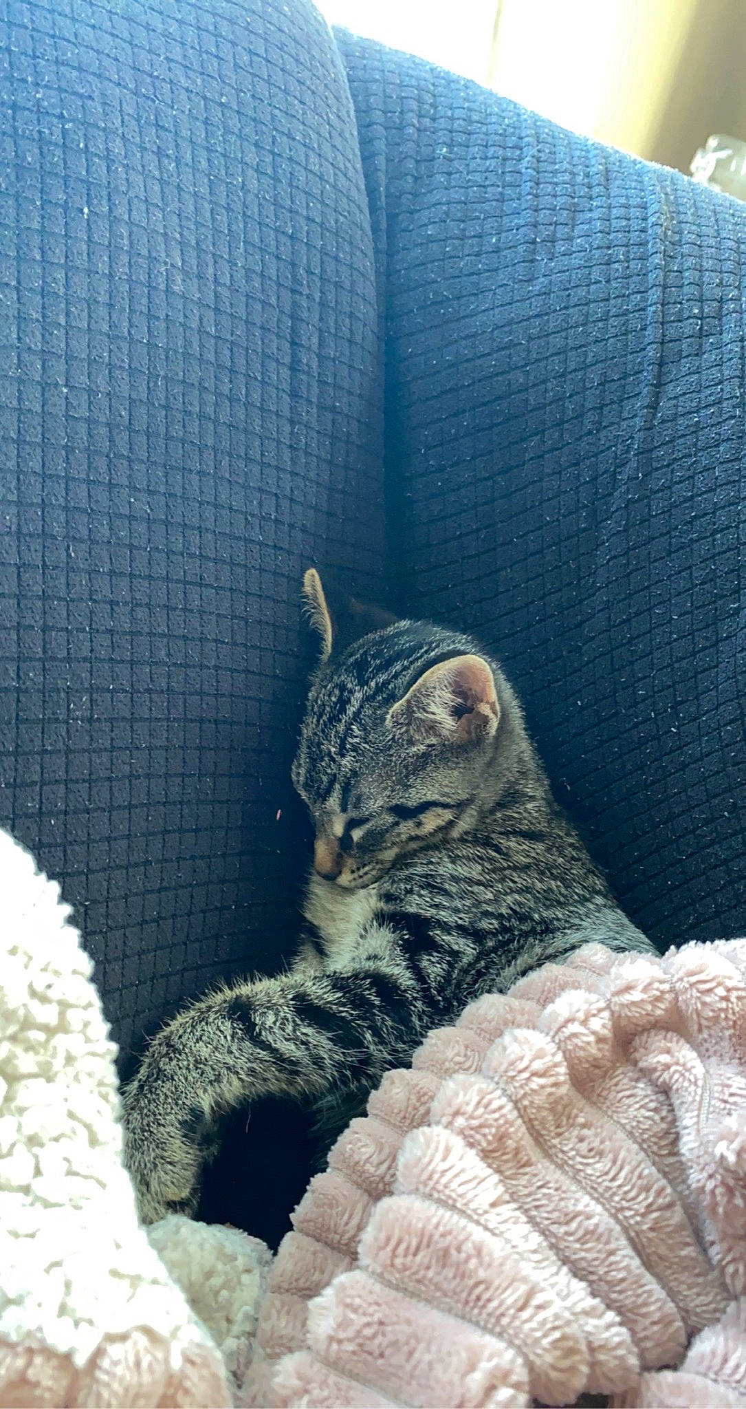 Luna joined the competition — help win amazing prizes! azure, carnivore, cat, cat_bed, comfort, couch, domestic_short_haired_cat, felidae, fur, grey, linens, pattern, paw, small_to_medium_sized_cats, snout, tail, terrestrial_animal, textile, whiskers, window