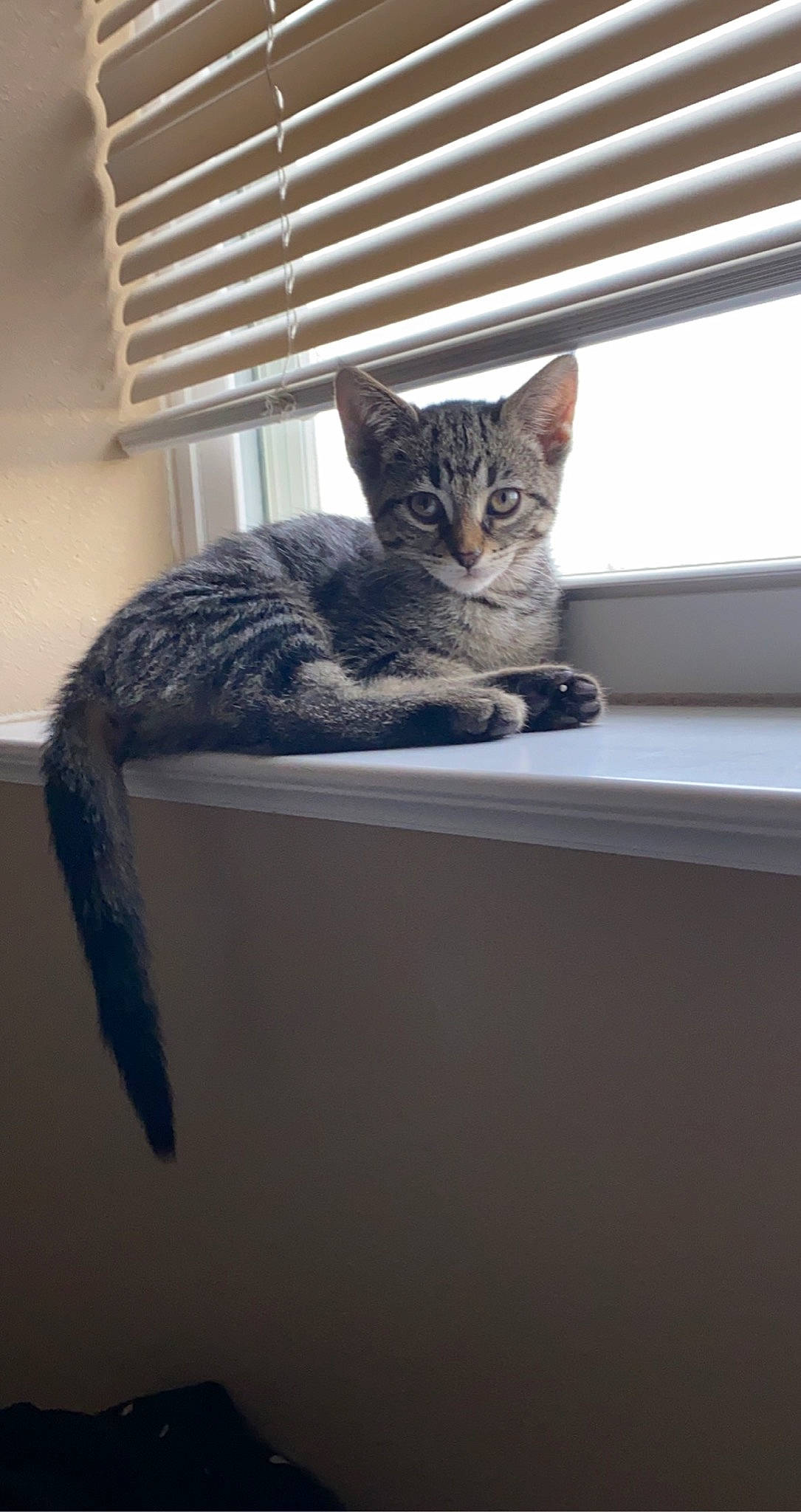 Luna joined the competition — help win amazing prizes! carnivore, cat, domestic_short_haired_cat, felidae, fur, grey, room, small_to_medium_sized_cats, snout, tail, whiskers, window, window_blind, window_covering, wood