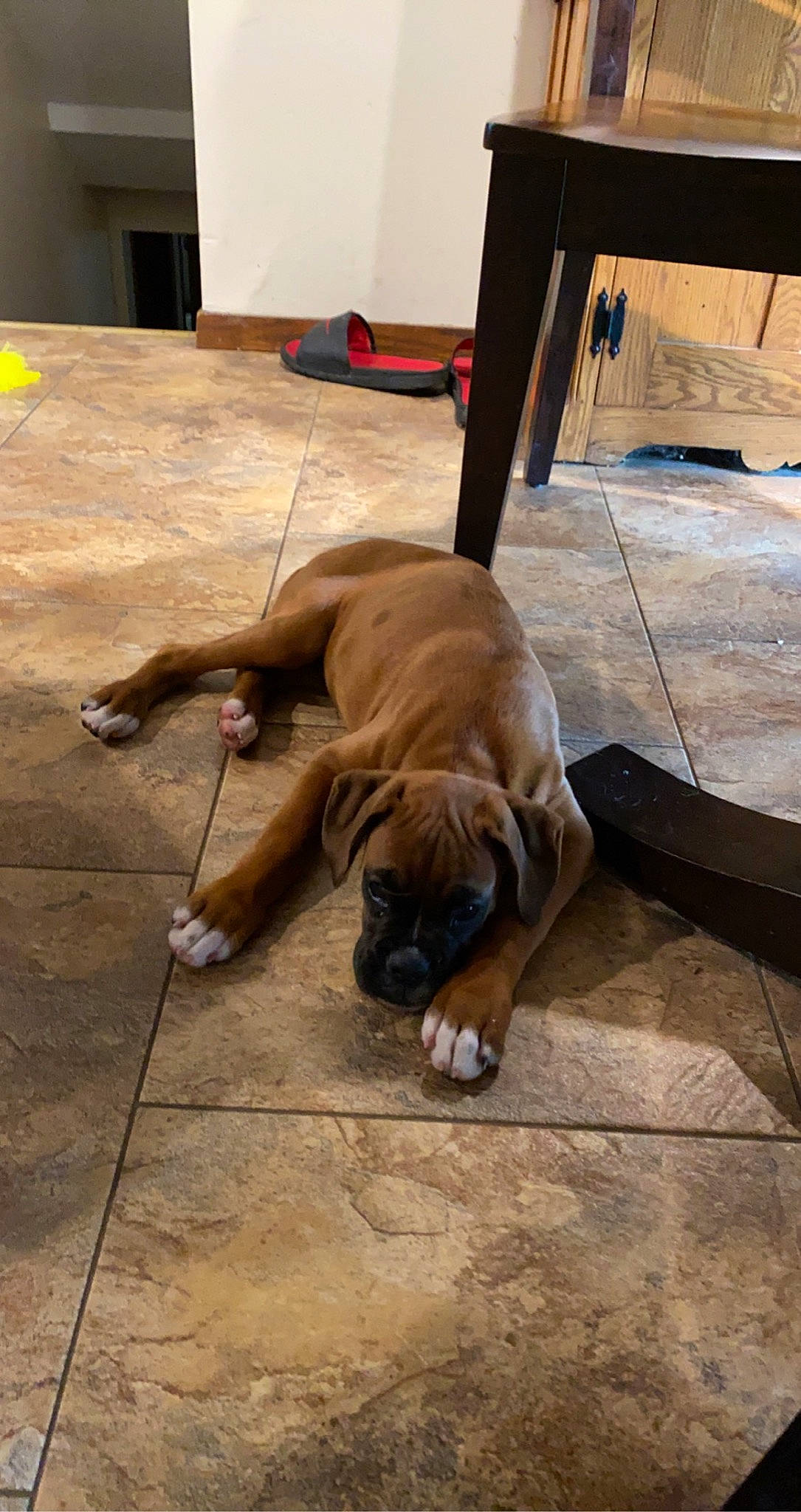 Wrigley joined the competition — help win amazing prizes! brown, canidae, carnivore, comfort, companion_dog, dog, dog_breed, fawn, floor, flooring, guard_dog, hardwood, liver, sporting_group, terrestrial_animal, wood, wood_flooring, wood_stain, working_animal, wrinkle