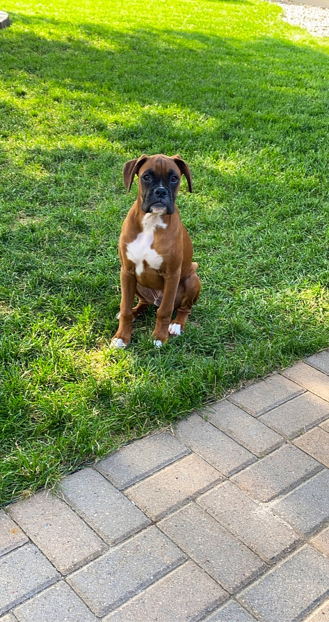 Wrigley is registered to the contest to win money with this photo: canidae, carnivore, companion_dog, dog, dog_breed, fawn, flooring, grass, grass_family, grassland, groundcover, lawn, pasture, plant, road_surface, sidewalk, snout, sporting_group, tail, working_animal