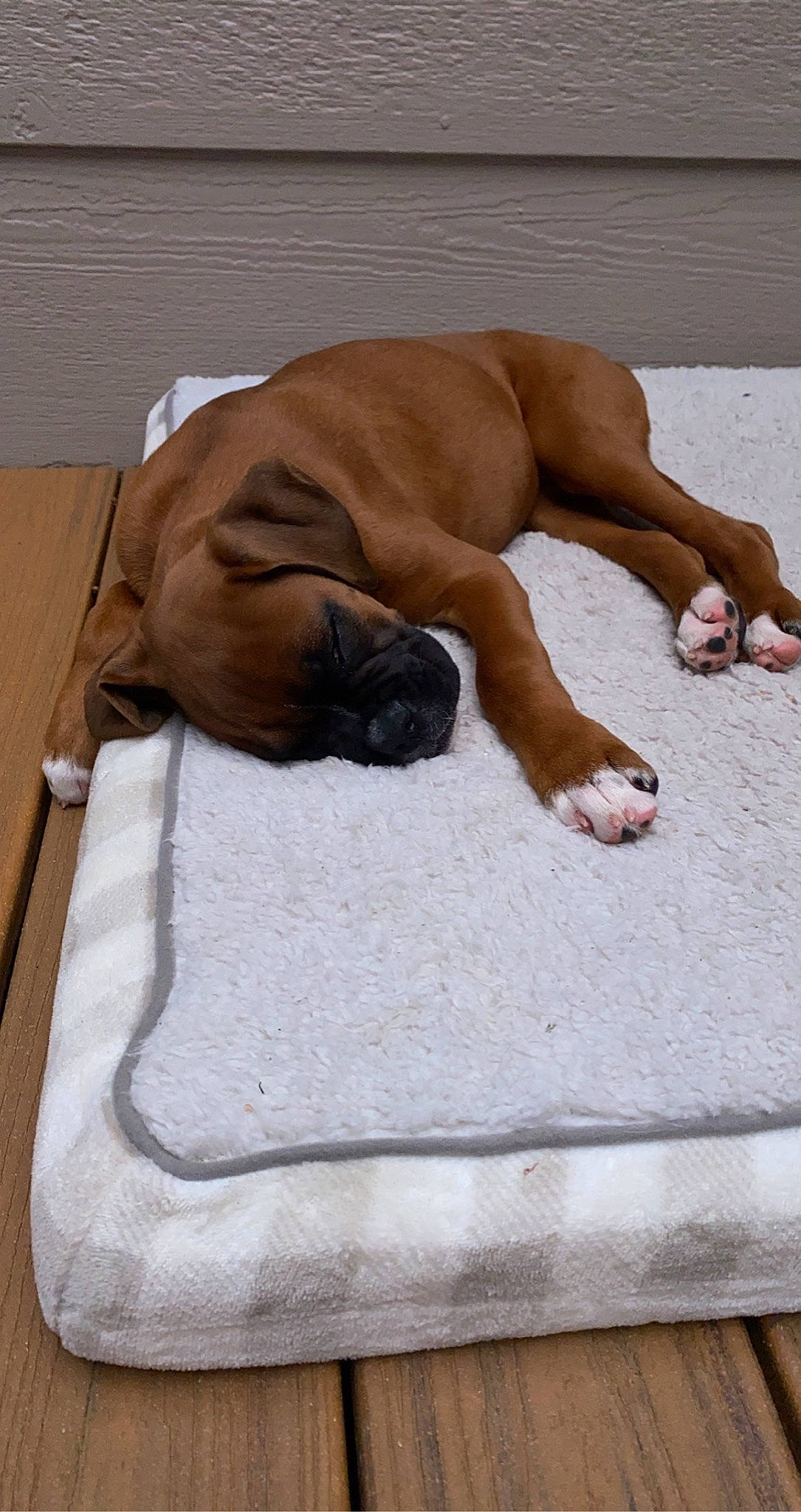 Wrigley is registered to the contest to win money with this photo: barechested, canidae, carnivore, comfort, companion_dog, dog, dog_breed, dog_supply, fawn, flooring, foot, fur, hardwood, human_leg, liver, nap, pet_supply, sporting_group, tail, wood