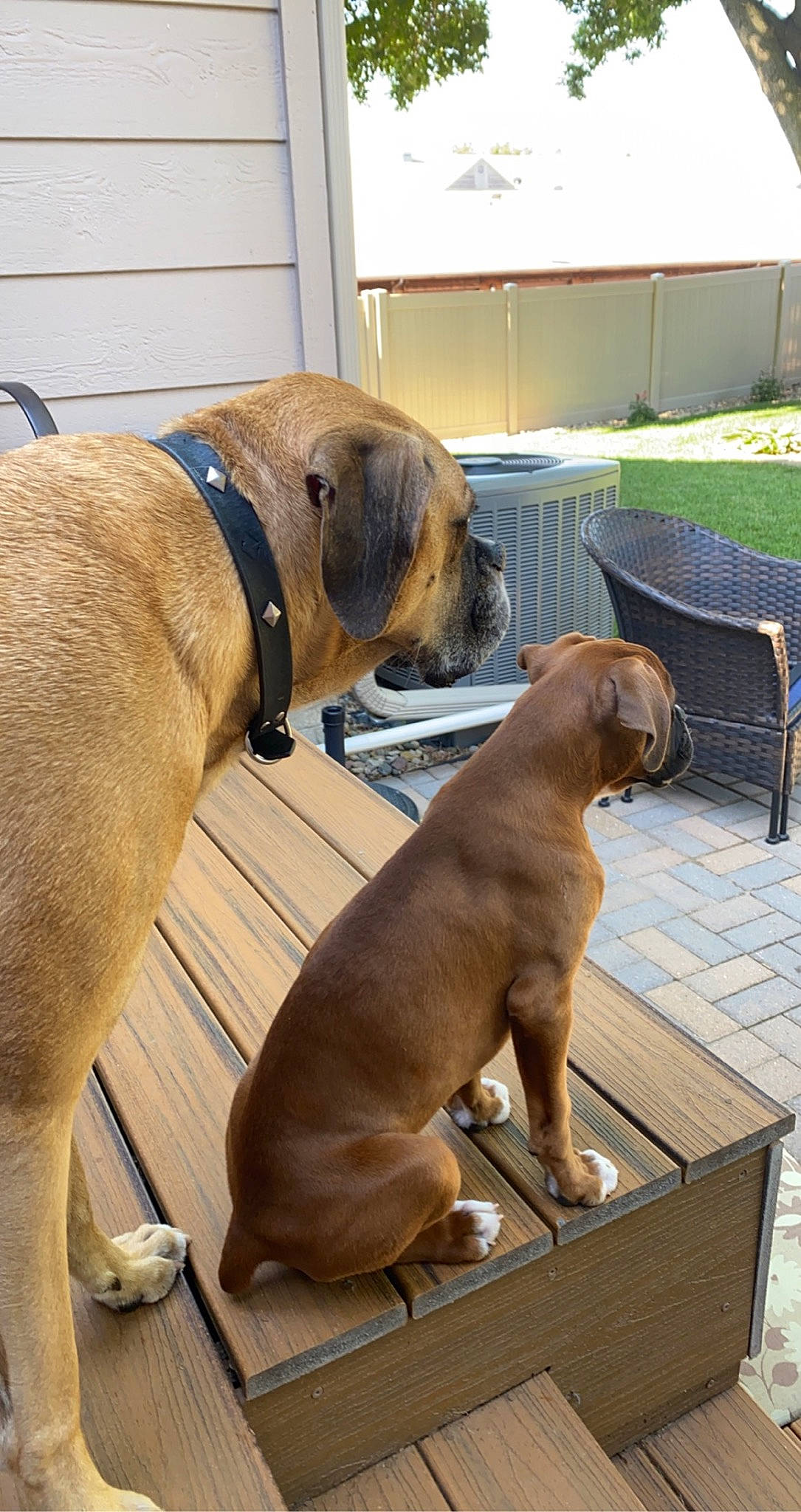 Wrigley joined the competition — help win amazing prizes! biting, canidae, carnivore, collar, companion_dog, dog, dog_breed, dog_collar, fawn, guard_dog, gun_dog, liver, pet_supply, plant, snout, sporting_group, tail, working_animal, working_dog