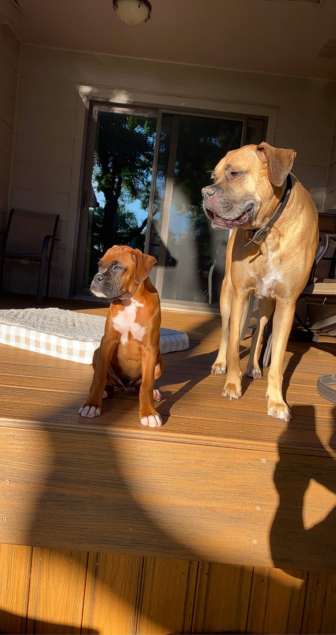 Wrigley joined the competition — help win amazing prizes! carnivore, collar, companion_dog, dog, dog_breed, dog_collar, dog_supply, door, fawn, flooring, gun_dog, hardwood, liver, mammal, pet_supply, snout, sporting_group, window, wood, working_animal