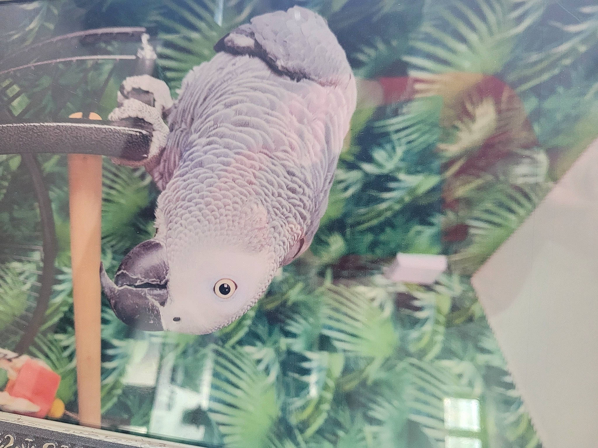 Paco a rejoint le concours — aidez-le/la à gagner de superbes lots ! adaptation, event, feather, fin, fish, grass, marine_biology, natural_environment, natural_material, organism, pattern, plant, snout, tail, terrestrial_animal, terrestrial_plant, underwater, visual_arts, wildlife, wing