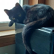 Gracie joined the competition — help win amazing prizes! cat, black_cat, pet, indoor, window, plastic_container, yellow_eyes, tail, paw, curious, feline, animal, domestic_cat, resting, cozy, household, side_view, looking, fur, relaxed