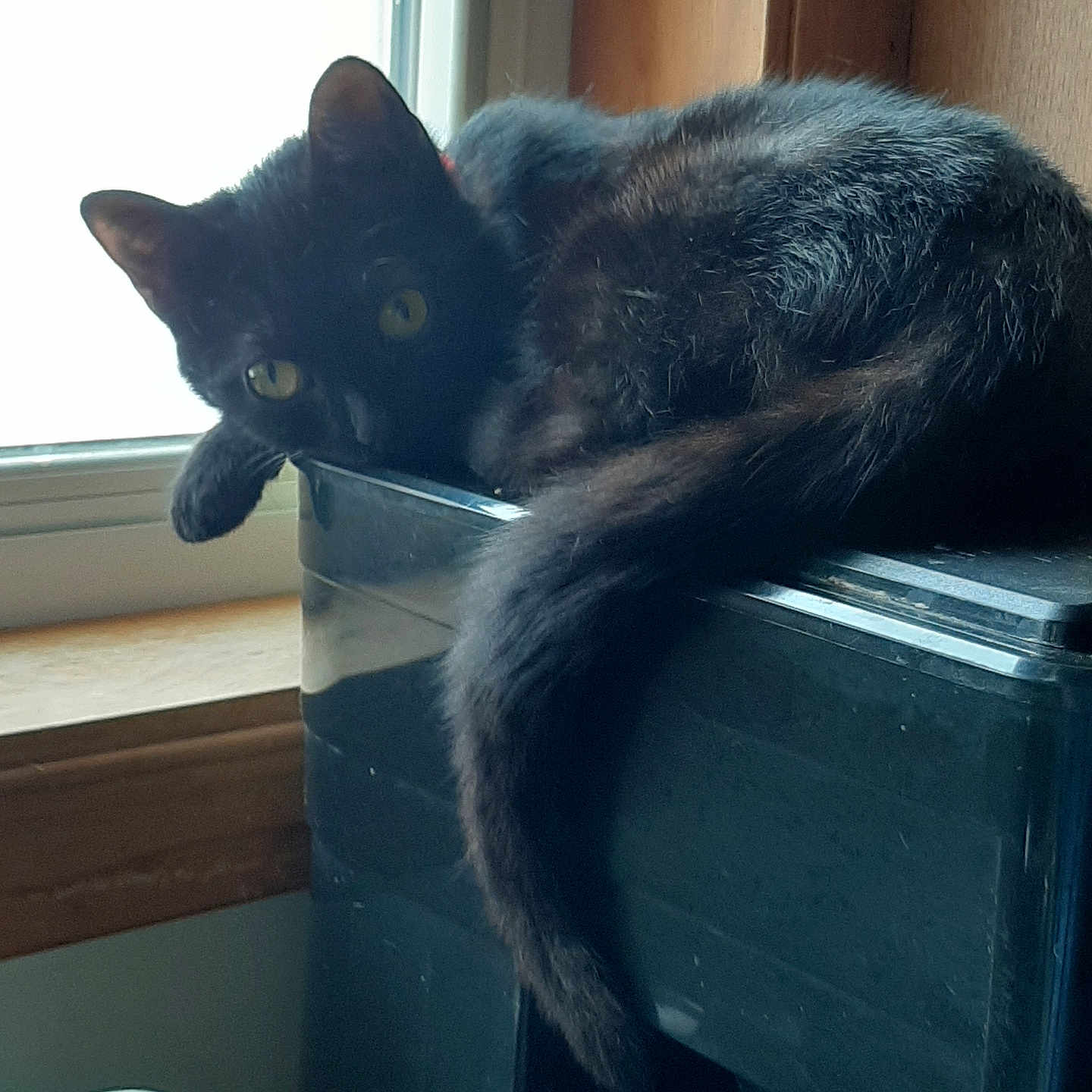 Gracie joined the competition — help win amazing prizes! animal, black_cat, cat, cozy, curious, domestic_cat, feline, fur, household, indoor, looking, paw, pet, plastic_container, relaxed, resting, side_view, tail, window, yellow_eyes