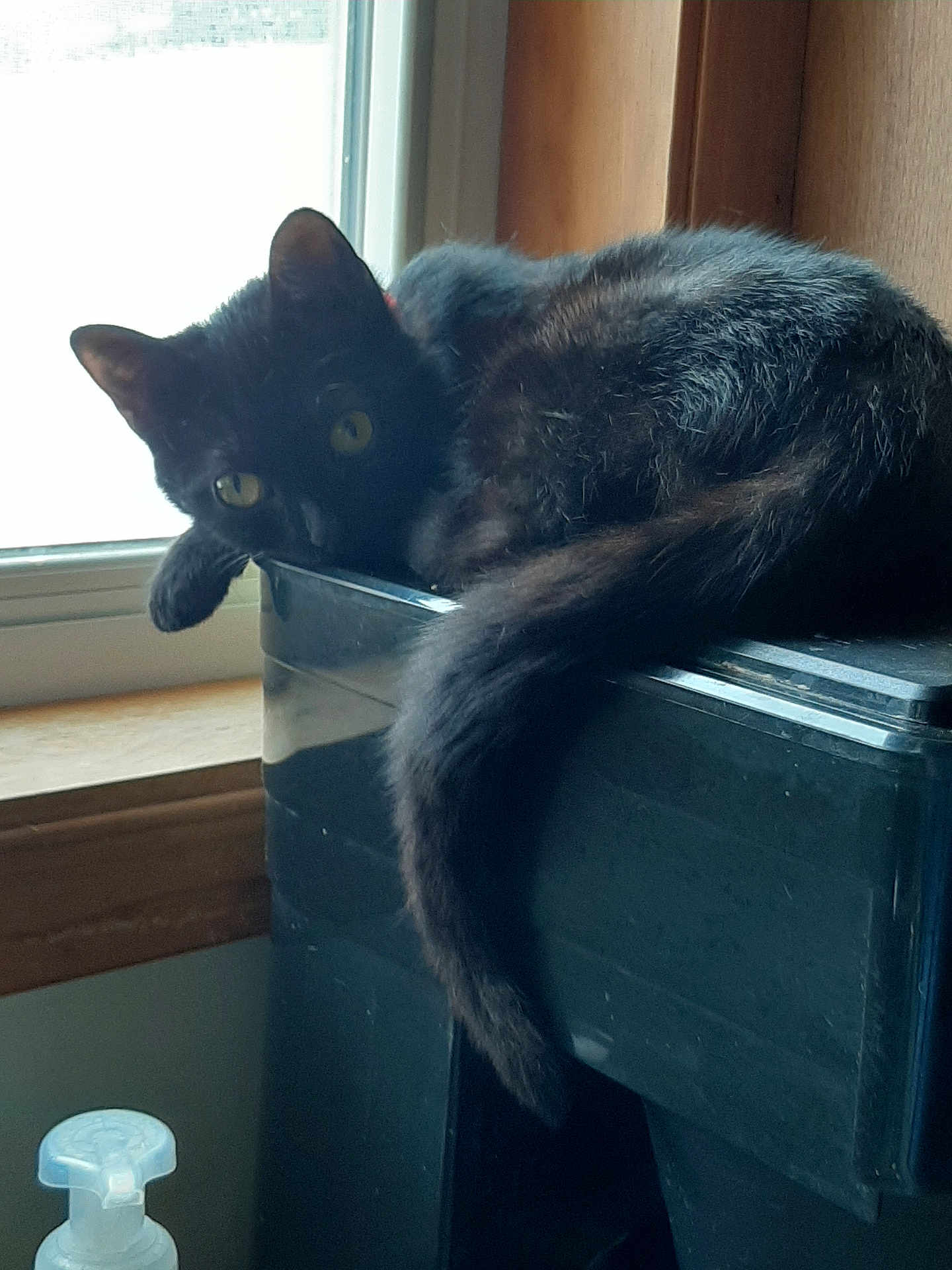Gracie joined the competition — help win amazing prizes! cat, black_cat, pet, indoor, window, plastic_container, yellow_eyes, tail, paw, curious, feline, animal, domestic_cat, resting, cozy, household, side_view, looking, fur, relaxed