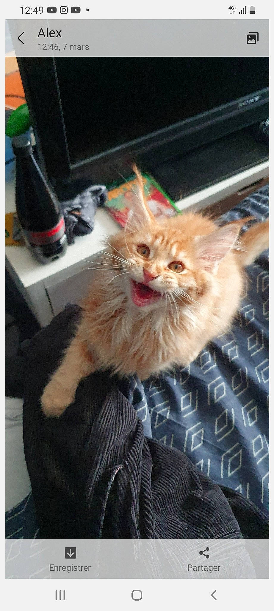 Star participe au concours pour gagner de l'argent avec cette photo : carnivore, cat, claw, comfort, domestic_short_haired_cat, fawn, felidae, fur, human_leg, lap, maine_coon, paw, sitting, small_to_medium_sized_cats, snout, tail, whiskers