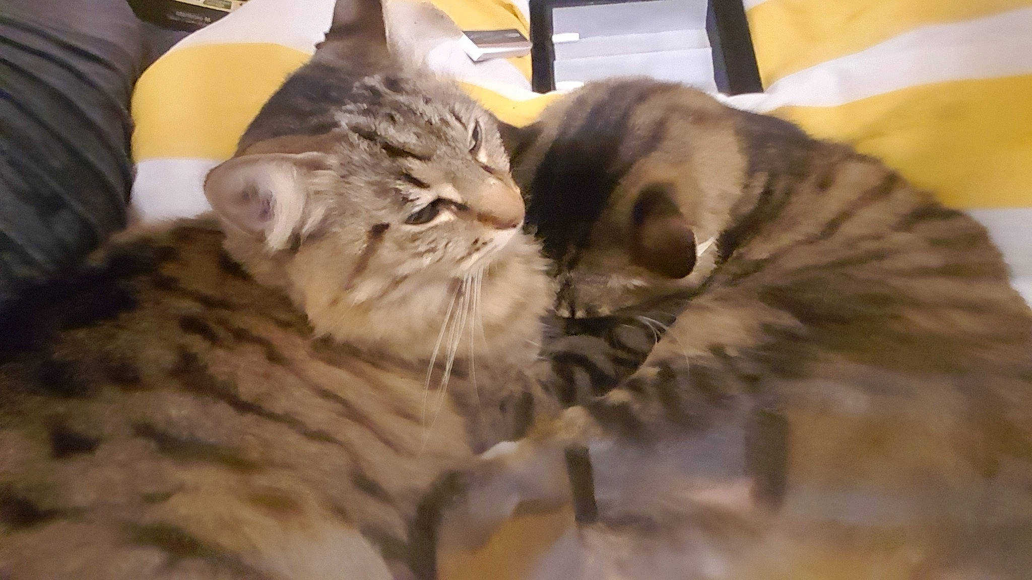 Tigresse participe au concours pour gagner de l'argent avec cette photo : american_shorthair, asian, california_spangled, carnivore, cat, domestic_short_haired_cat, dragon_li, european_shorthair, felidae, fur, kitten, maine_coon, mammal, norwegian_forest_cat, pixie_bob, small_to_medium_sized_cats, snout, tabby_cat, vertebrate, whiskers