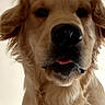 animal, canine, close_up, companion, curious, cute, dog, domestic_animal, ears, face, fluffy, friendly, fur, golden_retriever, indoor, looking, muzzle, pet, portrait, tongue