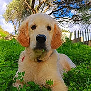 Max a rejoint le concours — aidez-le/la à gagner de superbes lots ! dog, golden_retriever, puppy, grass, clover, outdoor, nature, tree, sky, blue_sky, greenery, pet, animal, canine, cute, fur, leaf, lying_down, sunlight, summer