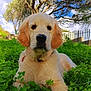 dog, golden_retriever, puppy, grass, clover, outdoor, nature, tree, sky, blue_sky, greenery, pet, animal, canine, cute, fur, leaf, lying_down, sunlight, summer