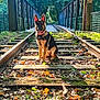 Alpina participe au concours pour gagner de l'argent avec cette photo : dog, german_shepherd, puppy, railway_track, bridge, autumn_leaves, sunlight, trees, nature, outdoor, animal, pet, sitting, ears, tongue, metal, wood, greenery, daylight, scenic