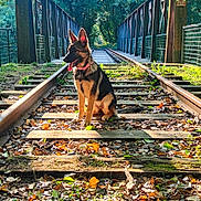 Alpina a rejoint le concours — aidez-le/la à gagner de superbes lots ! dog, puppy, german_shepherd, railway_track, bridge, autumn_leaves, forest, sunlight, nature, outdoor, animal, canine, sitting, rustic, trees, greenery, tongue_out, daylight, pathway, peaceful