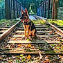dog, puppy, german_shepherd, railway_track, bridge, autumn_leaves, forest, sunlight, nature, outdoor, animal, canine, sitting, rustic, trees, greenery, tongue_out, daylight, pathway, peaceful