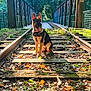 Alpina participe au concours pour gagner de l'argent avec cette photo : dog, german_shepherd, puppy, railway_track, bridge, autumn_leaves, sunlight, trees, forest, nature, outdoor, animal, pet, sitting, brown, black, metal, wood, fence, scenic