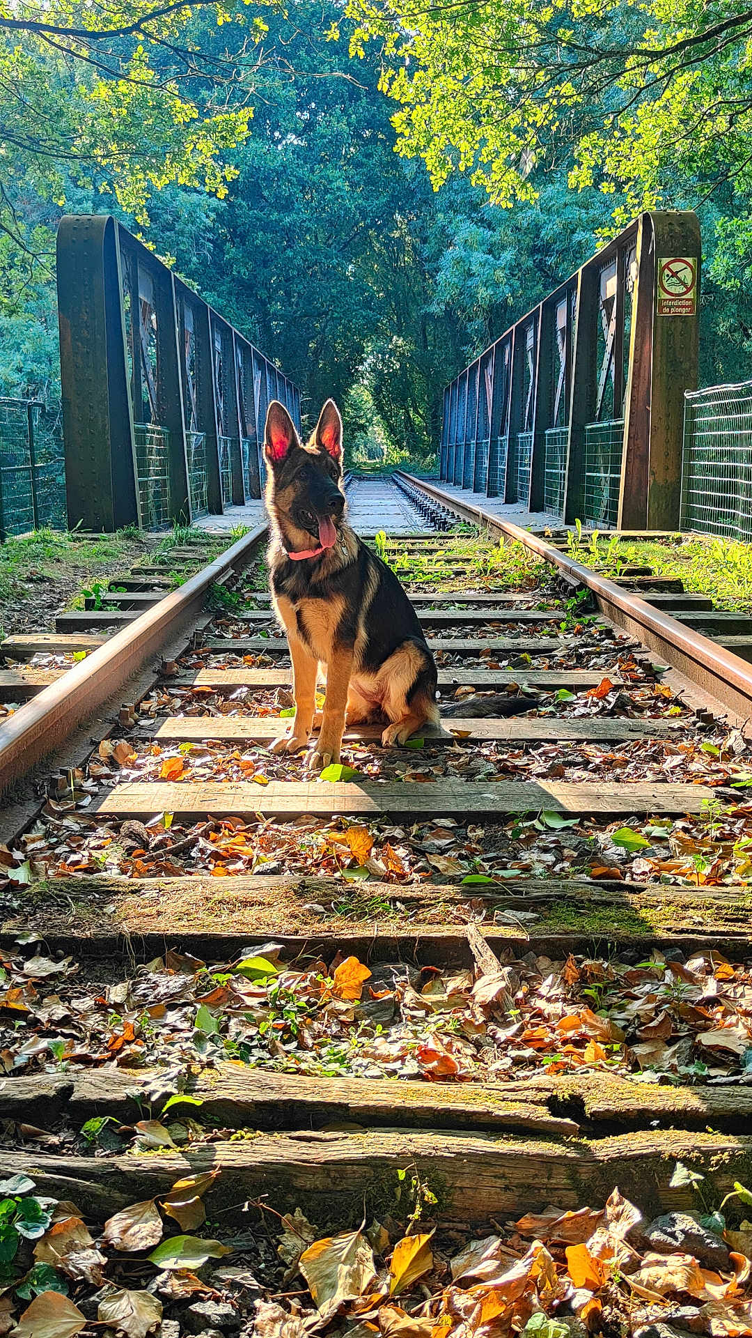 Alpina participe au concours pour gagner de l'argent avec cette photo : dog, german_shepherd, puppy, railway_track, bridge, autumn_leaves, sunlight, trees, forest, nature, outdoor, animal, pet, sitting, brown, black, metal, wood, fence, scenic