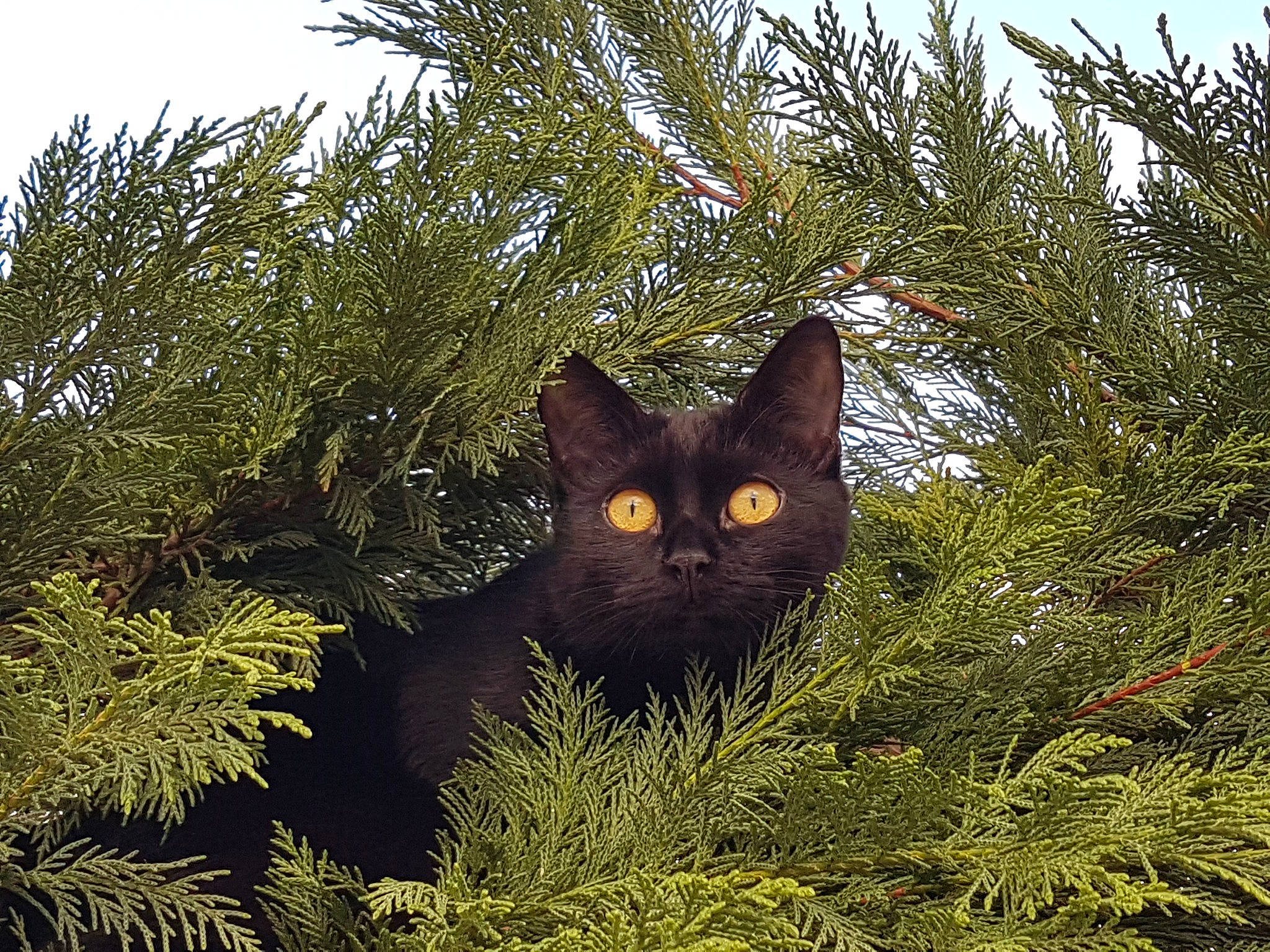 Mimite a rejoint le concours — aidez-le/la à gagner de superbes lots ! bombay, carnivore, cat, conifer, domestic_short_haired_cat, evergreen, felidae, fur, grass, larch, plant, shrub, small_to_medium_sized_cats, snout, tail, terrestrial_animal, tree, twig, whiskers, wildlife