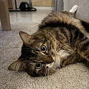 Chaussette participe au concours pour gagner de l'argent avec cette photo : cat, tabby, indoor, carpet, furniture, couch, pet, animal, whiskers, relaxed, fur, closeup, laying, eyes, cute, domestic, mammal, home, cozy, curious