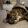 cat, tabby, indoor, carpet, furniture, couch, pet, animal, whiskers, relaxed, fur, closeup, laying, eyes, cute, domestic, mammal, home, cozy, curious