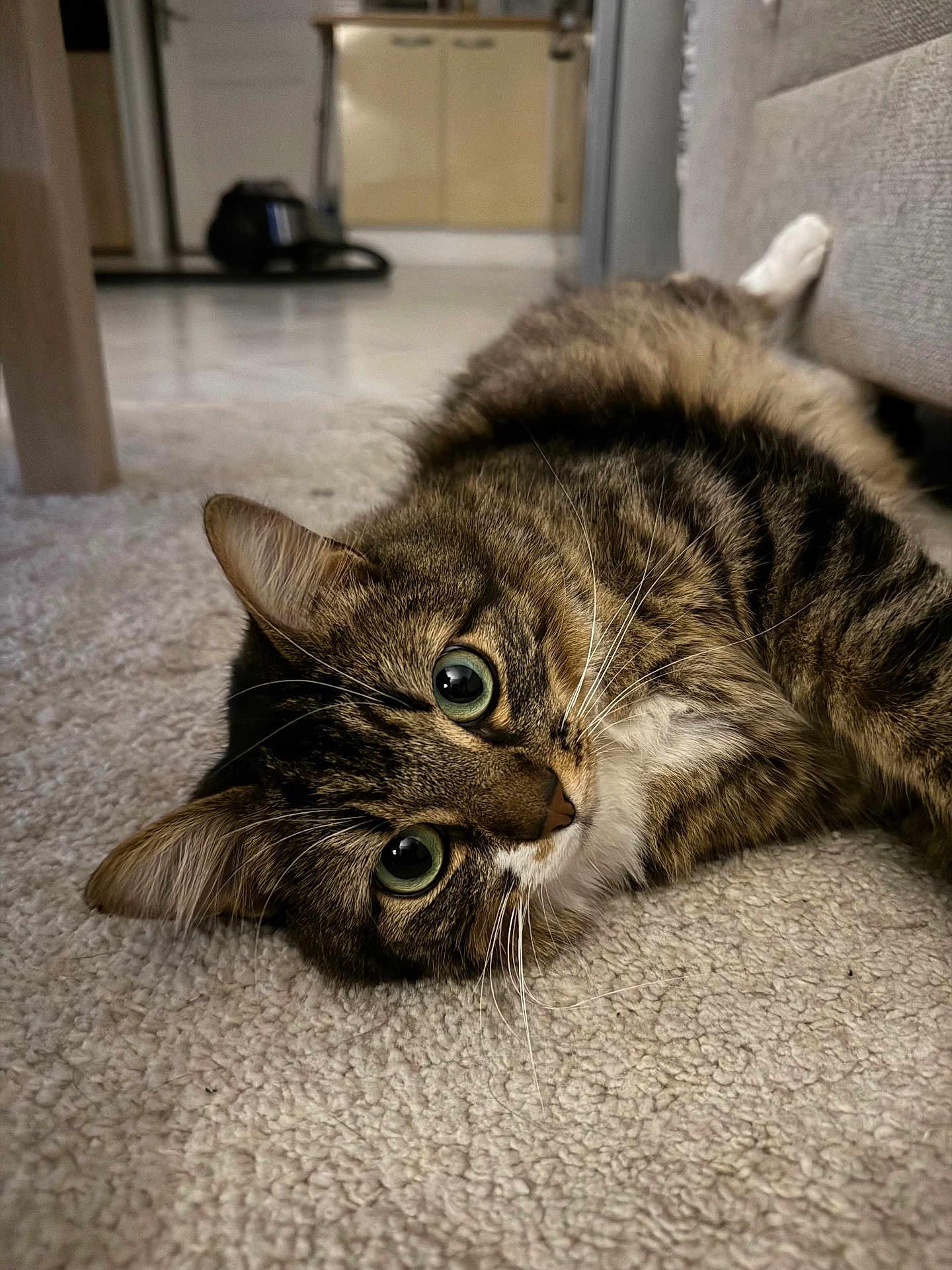Chaussette participe au concours pour gagner de l'argent avec cette photo : cat, tabby, indoor, carpet, furniture, couch, pet, animal, whiskers, relaxed, fur, closeup, laying, eyes, cute, domestic, mammal, home, cozy, curious