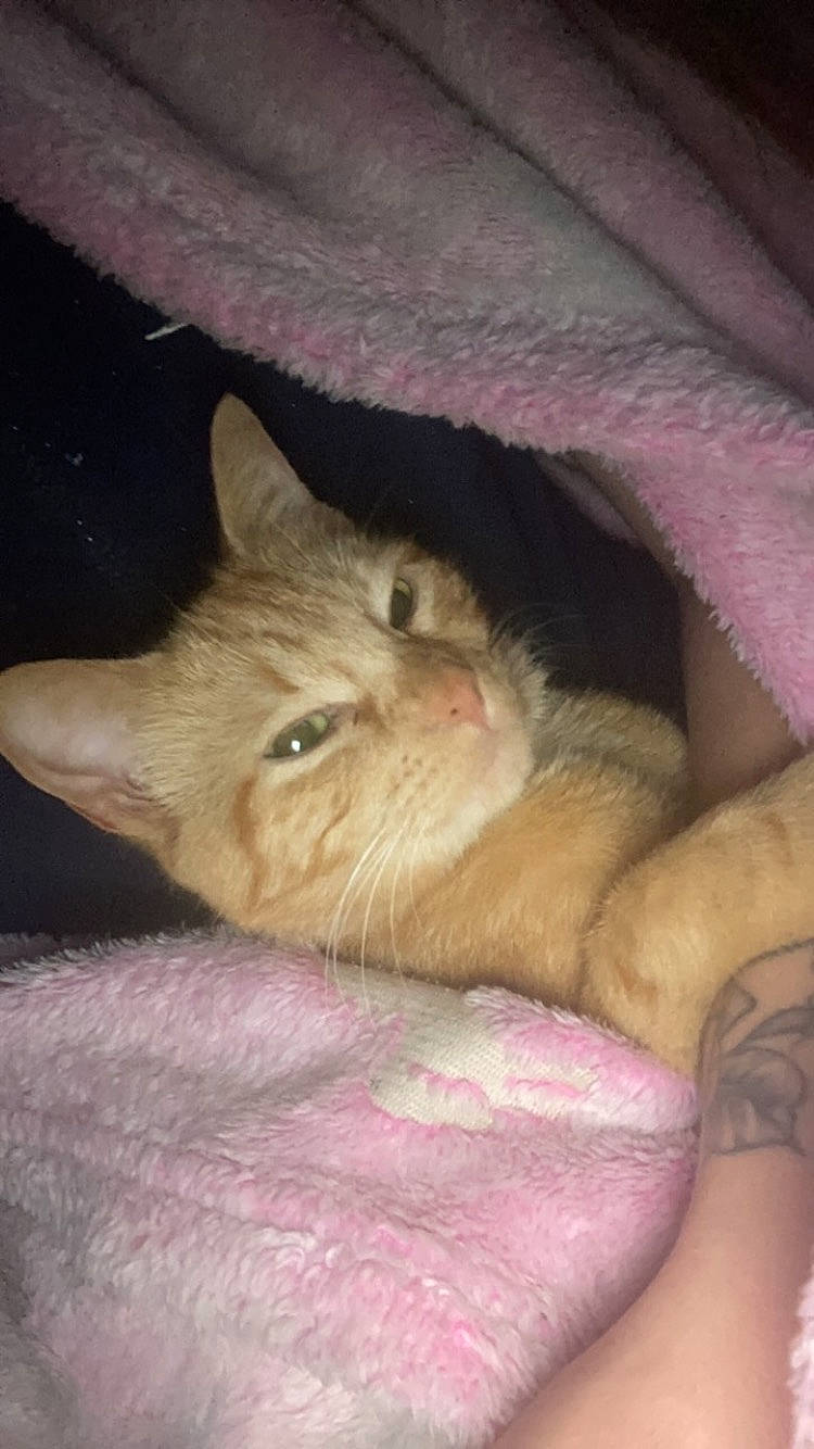 Akira participe au concours pour gagner de l'argent avec cette photo : carnivore, cat, cat_supply, claw, comfort, domestic_short_haired_cat, fawn, felidae, foot, fur, human_leg, nap, paw, sleep, small_to_medium_sized_cats, snout, tail, whiskers